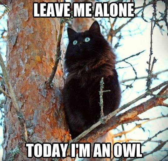 I'm an owl