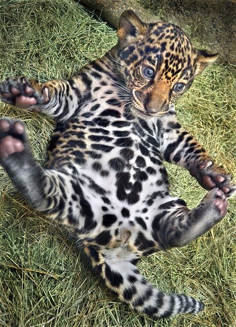 baby leopard 1