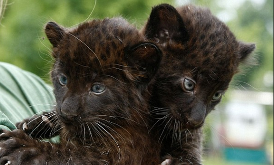 baby leopard cubs