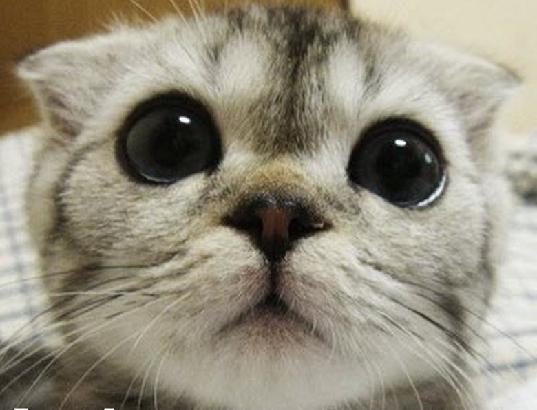 big-cat-eyes-adorable1.jpg