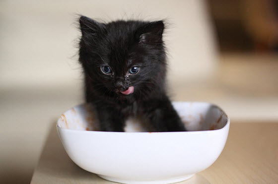 black kitten in bowl