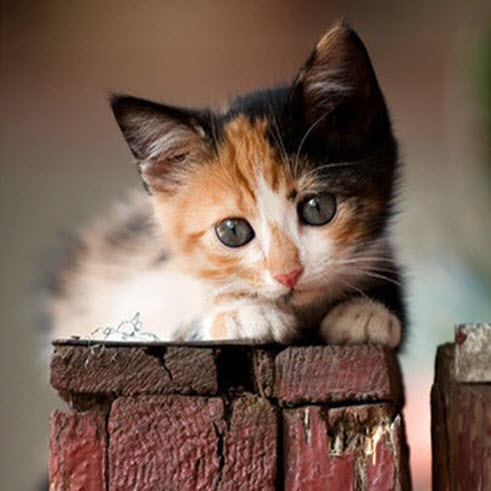 calico kitten on red wood