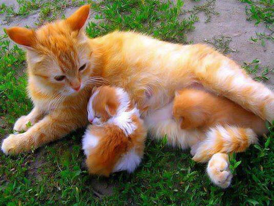 ginger cats