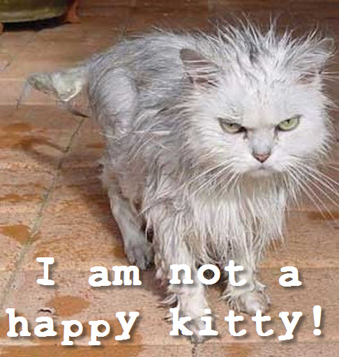 not a happy kitty