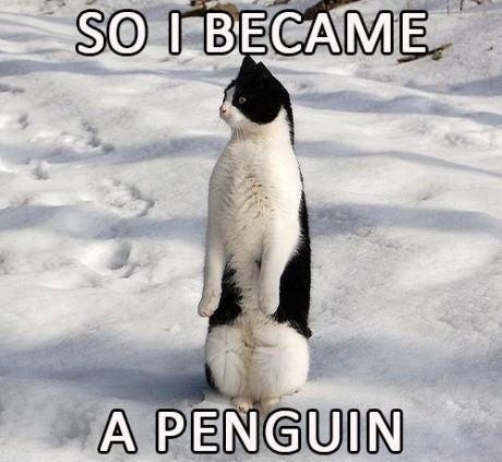 penguin cat