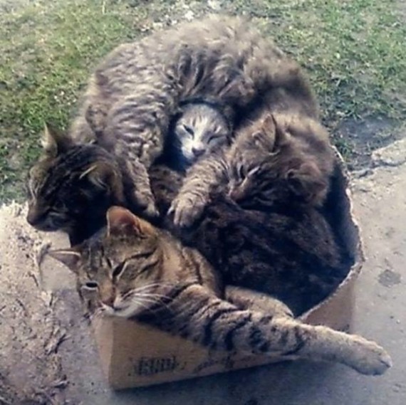 pile of cats