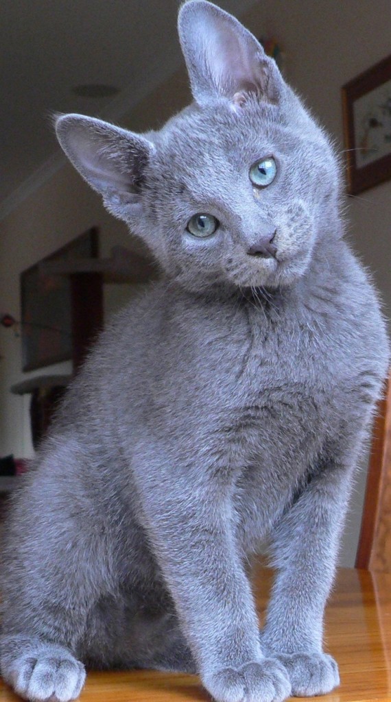 russian blue pic