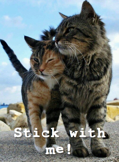 stick with me cat