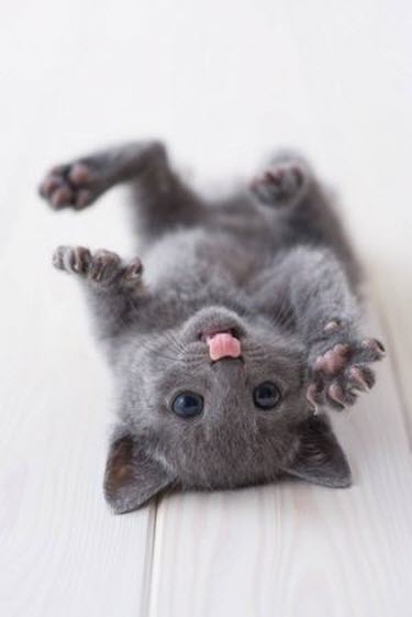 upside down tiny grey