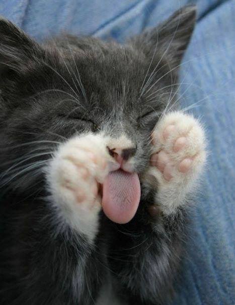 white paws tongue