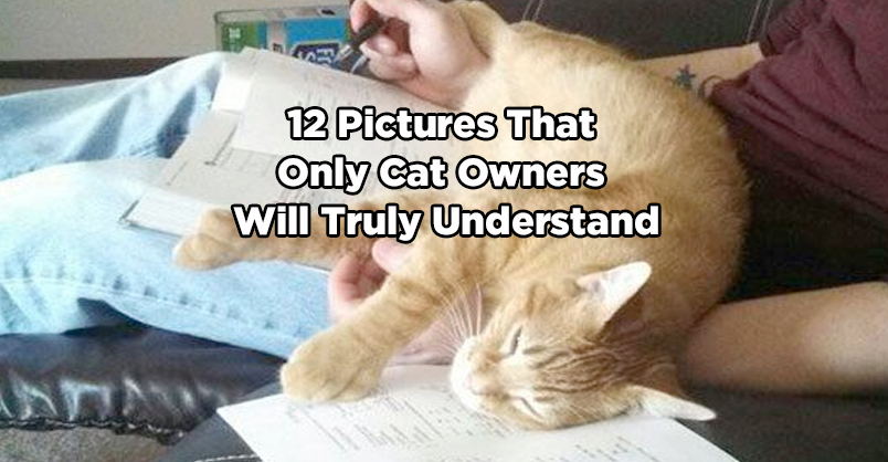 12 Pictures That Only Cat Owners Will Truly Understand.
