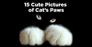 cats paws