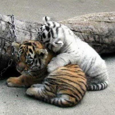 2 tiger cubs