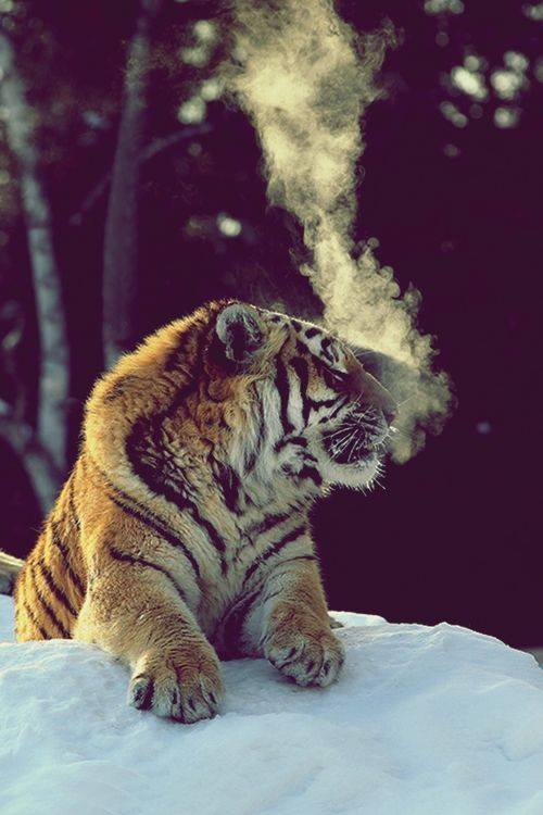 Bengal Tiger breath