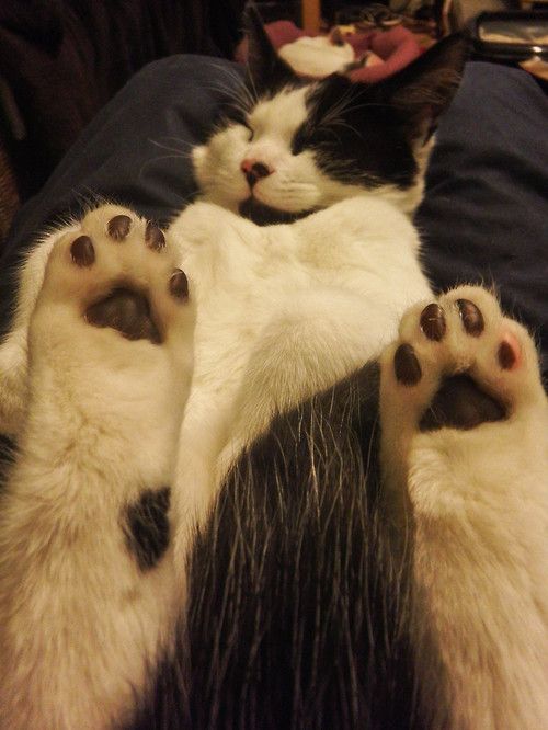 applause for the paws