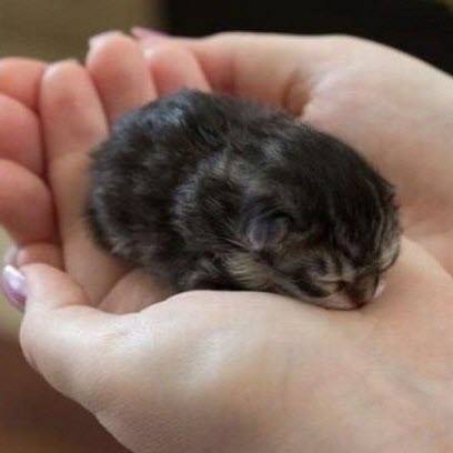 baby kitten in hand