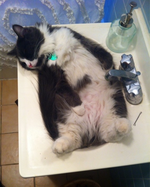 cat in sink reddit