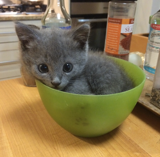grey kitten green bowl