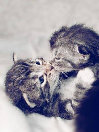 kittens kiss