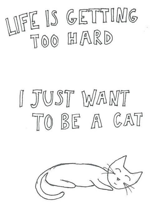 life too hard be a cat