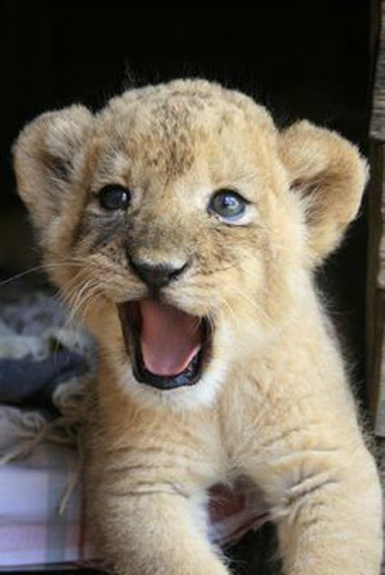little cub