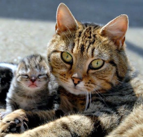 mommy and kitten