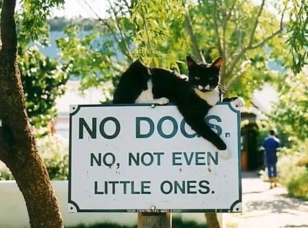 no dogs cat sign
