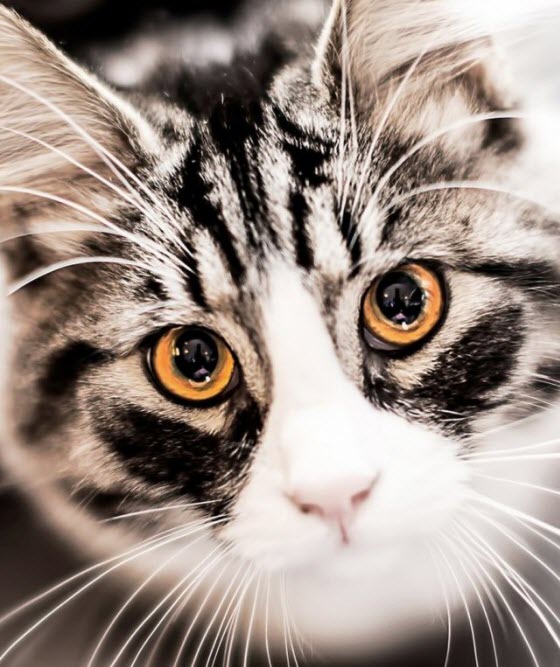 orange eyes cat