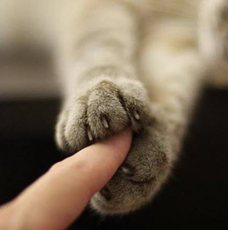 paws 10