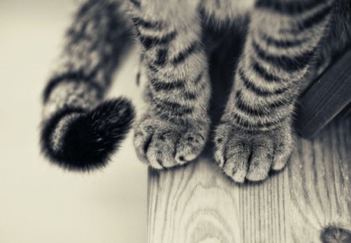 paws 4
