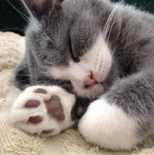 15 Cute Pictures of Cat's Paws