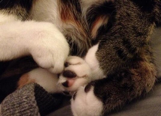 paws 8