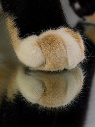 paws 9