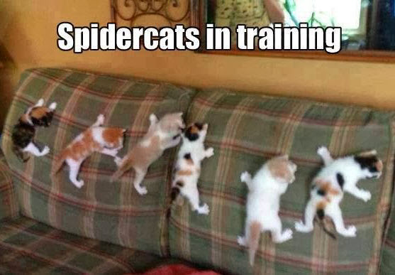 spidercats 2