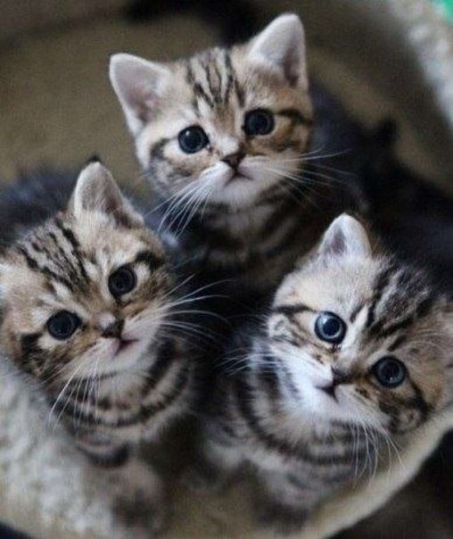 trio of kittens