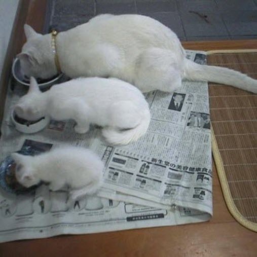 white cat family