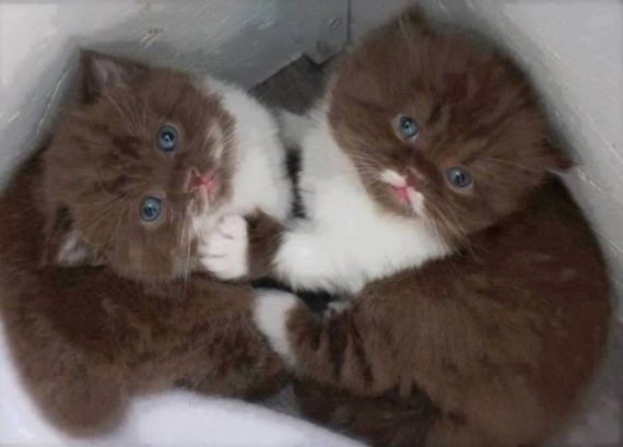 2 kitties in box