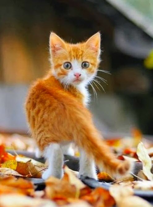 autumn kitty
