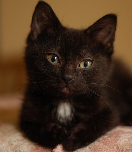 babba black kitten