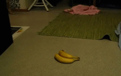 banans cat