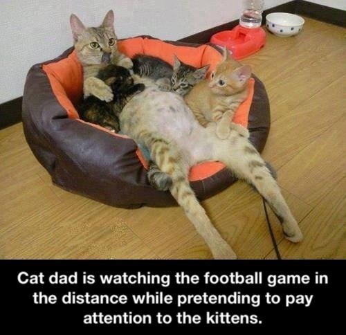 cat dad game