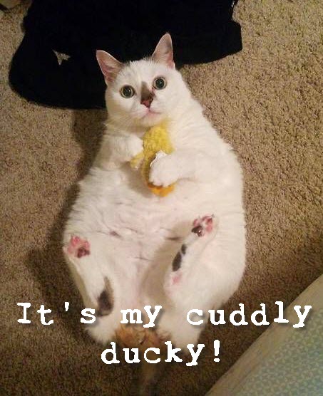 cuddly ducky