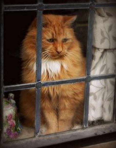 ginger at window