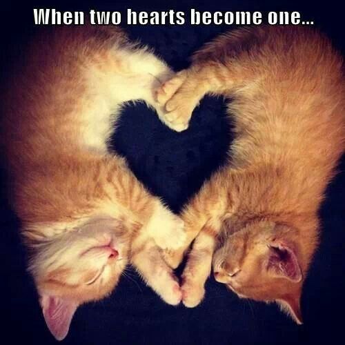 two hearts one