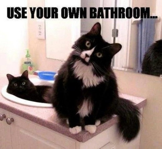 your bathroom cats