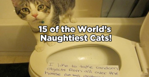 naughtiest cats