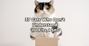 37 cats who dont undersatnd if i fits i sits