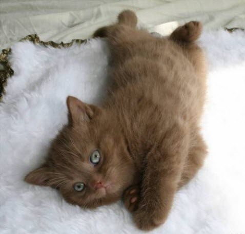 British short hair cinnamon kitten