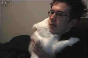 Cat-wants-hug