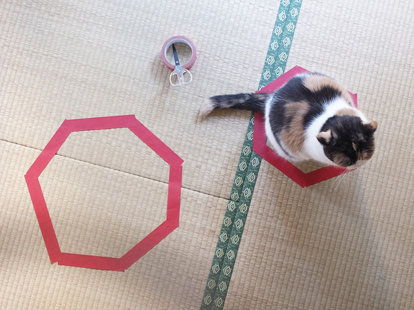 cat sits in smallest circle